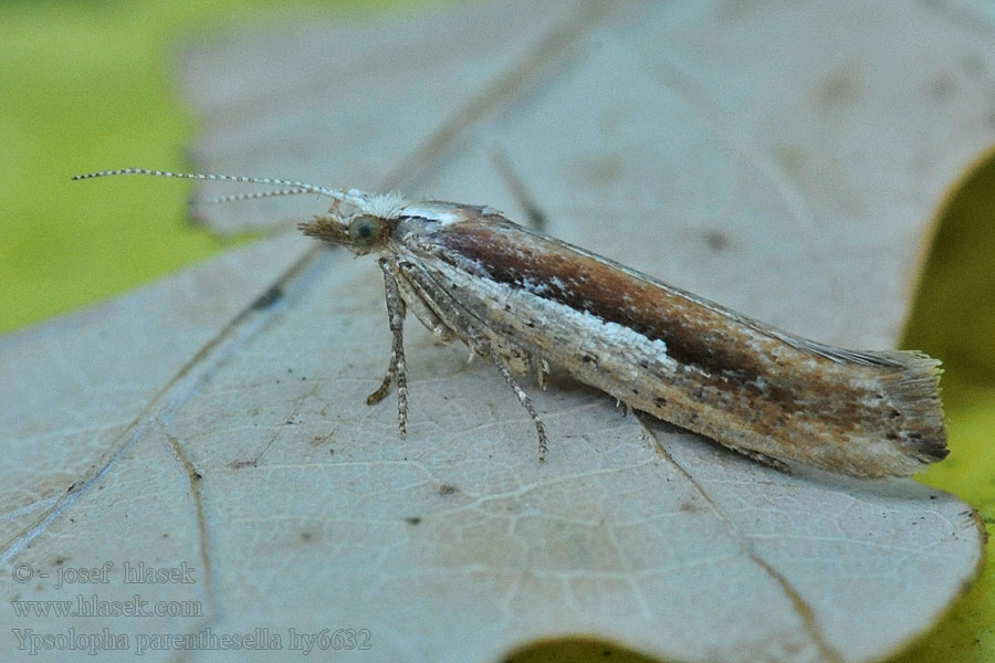 Моль серпокрылая буковая Ypsolopha parenthesella