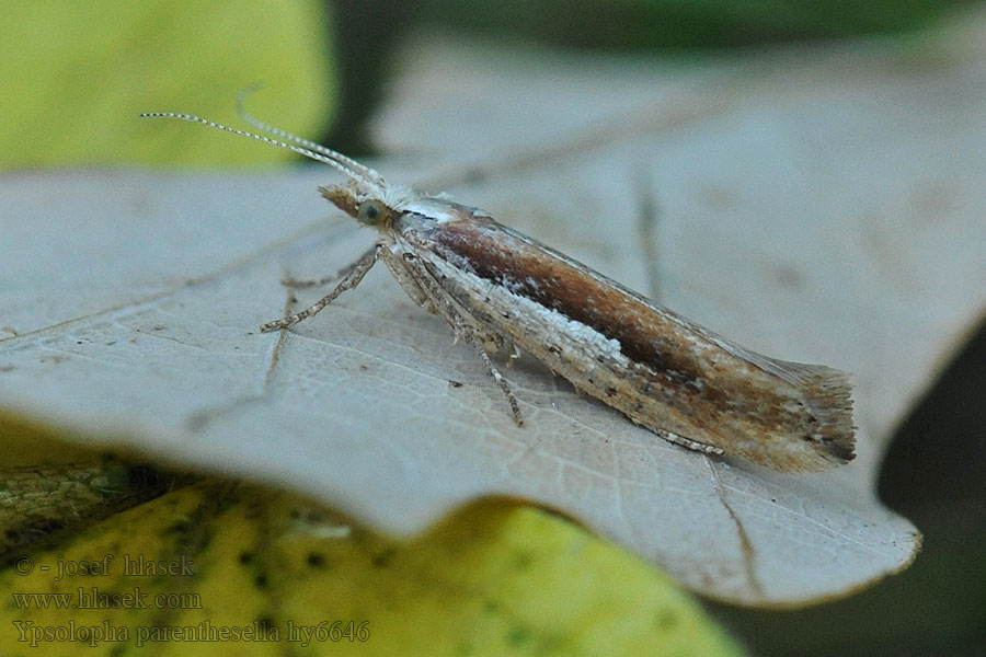 Molička hrabová Ypsolopha parenthesella