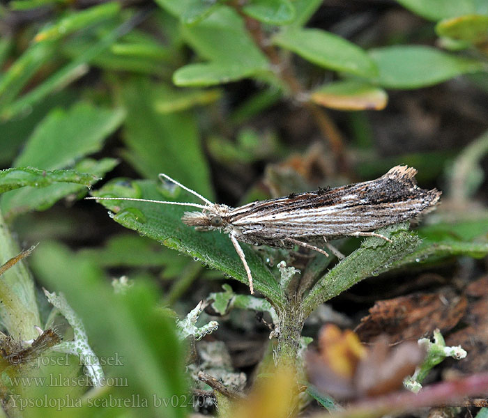 Ypsolopha scabrella Phalaena Člunkovec dřevobarvý Wainscot Hooktip