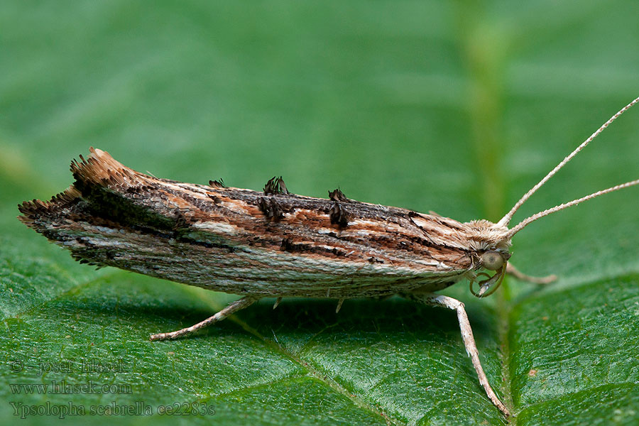 Ypsolopha scabrella Molička hrušková Gelijnde spitskopmot