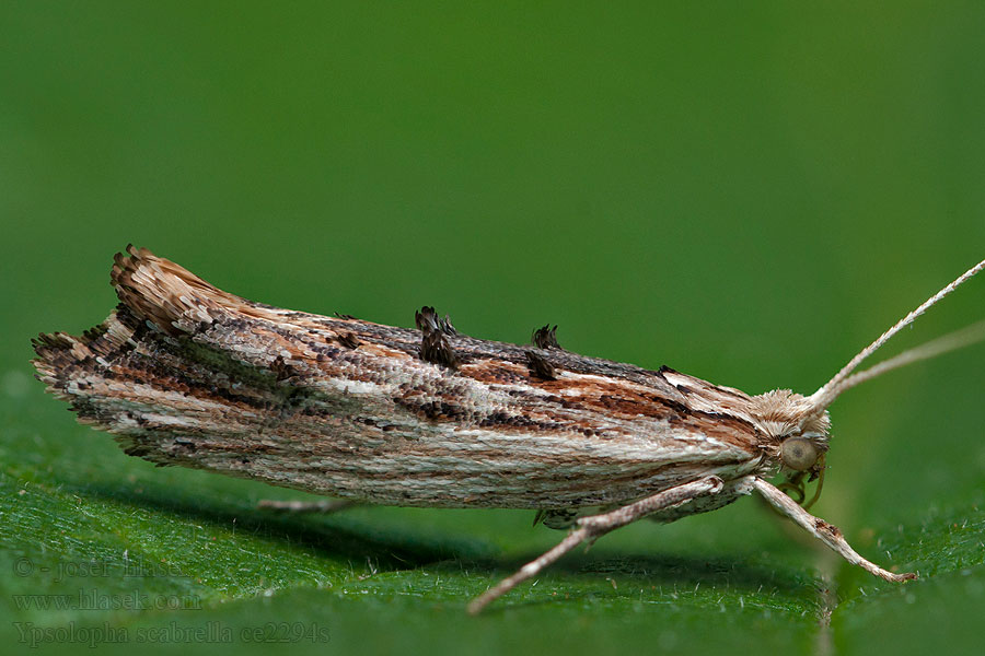 Ypsolopha scabrella Phalaena Hagtornshöstmal