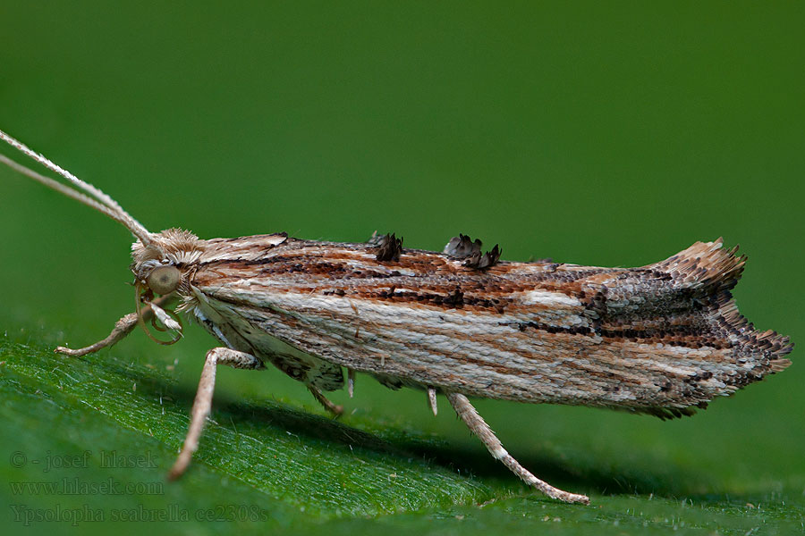 Člunkovec dřevobarvý Ypsolopha scabrella