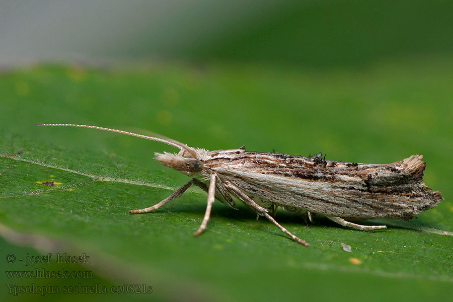 Člunkovec dřevobarvý Ypsolopha scabrella