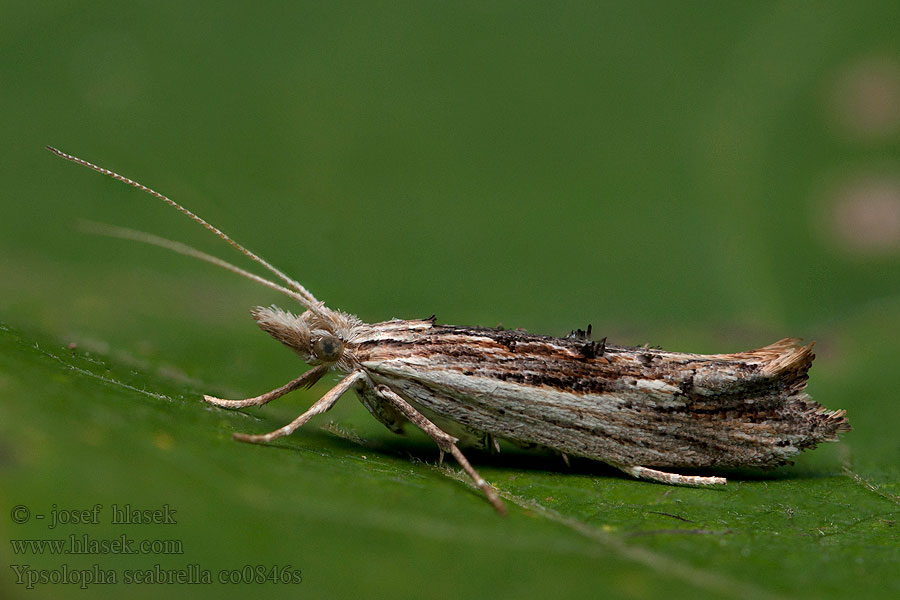 Wainscot Hooktip Ypsolopha scabrella