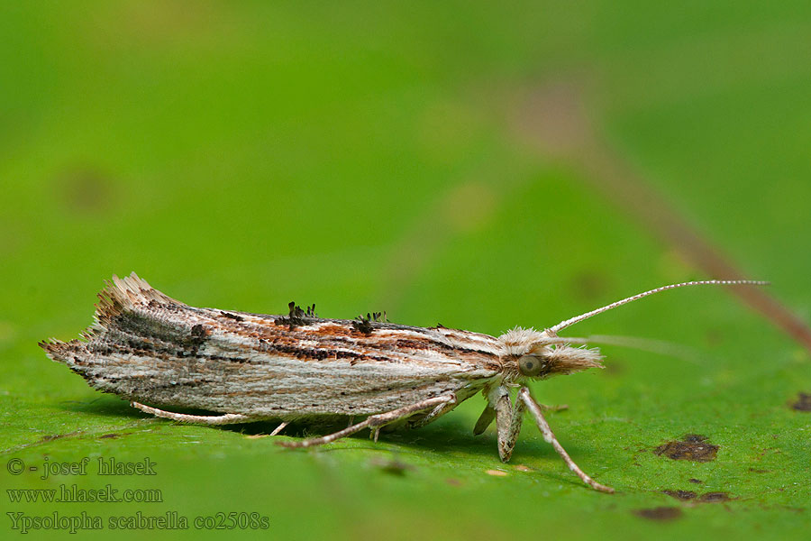 Molička hrušková Ypsolopha scabrella