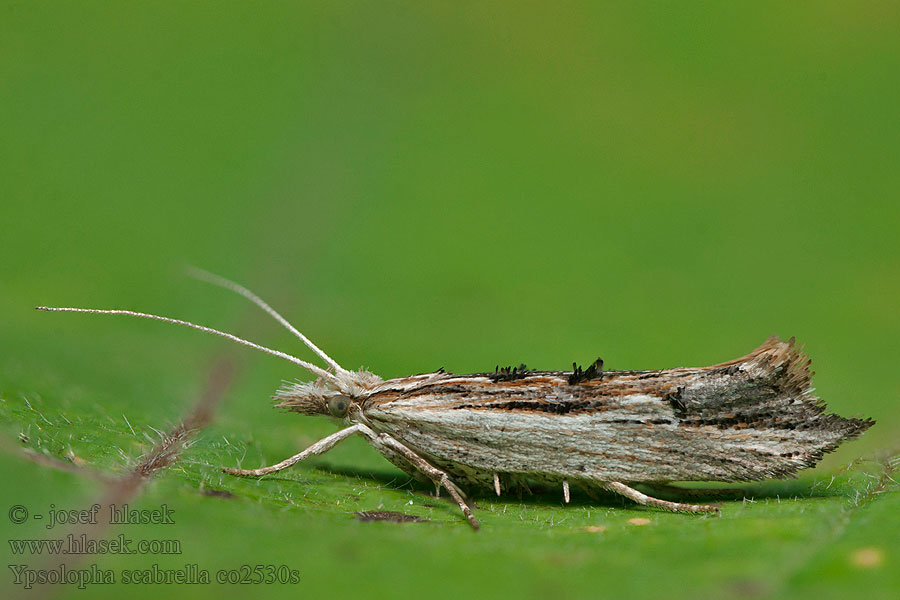 Gelijnde spitskopmot Hagtornshöstmal Ypsolopha scabrella