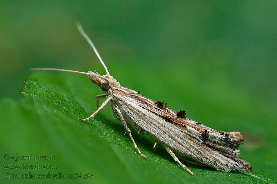 Hagtornshöstmal Ypsolopha scabrella