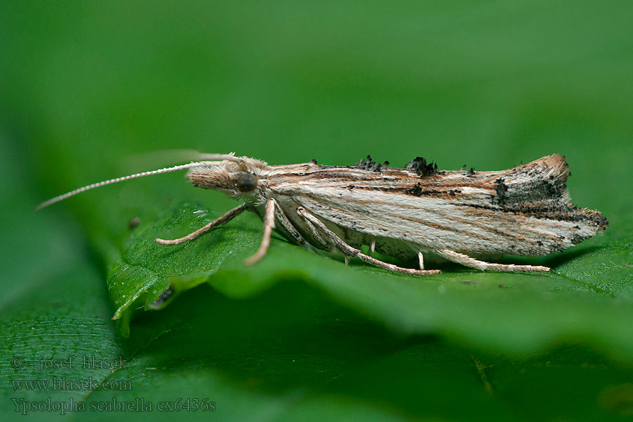 Ypsolopha scabrella