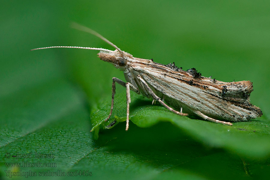 Ypsolopha scabrella