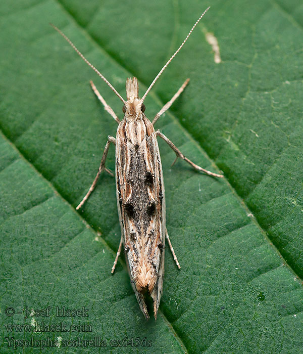 Ypsolopha scabrella