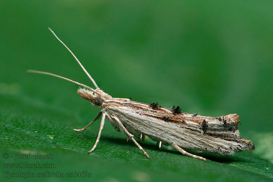 Ypsolopha scabrella