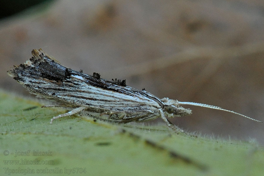 Wainscot Hooktip Ypsolopha scabrella