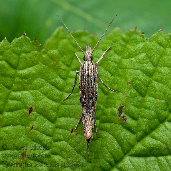 Molička hrušková Gelijnde spitskopmot Ypsolopha scabrella
