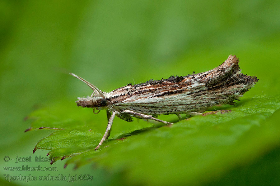 Člunkovec dřevobarvý Wainscot Hooktip Ypsolopha scabrella