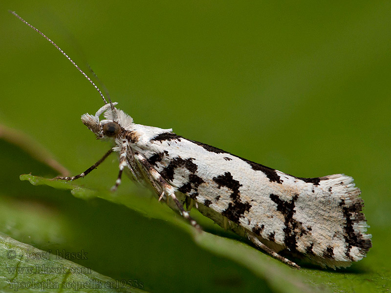 Člunkovec lesní Ypsolopha sequella