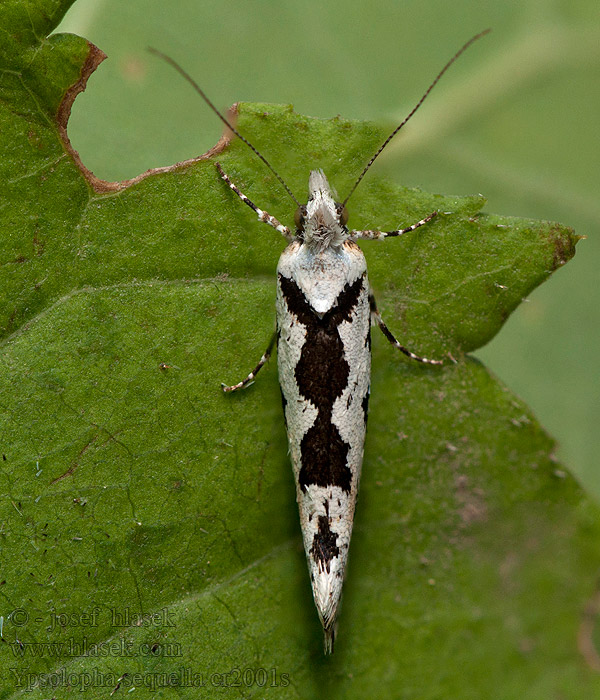 Rundfleckige Schabe Ypsolopha sequella