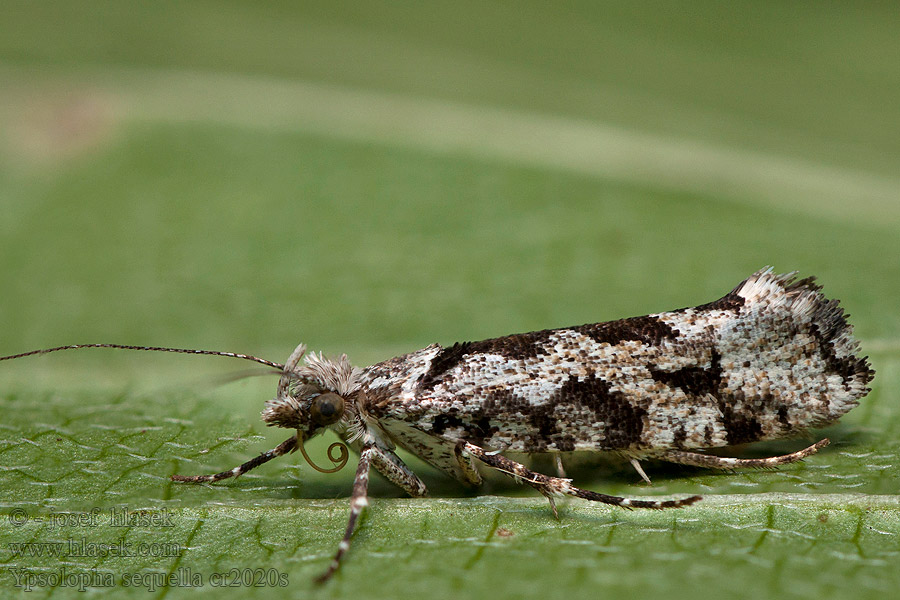 Pied Smudge Ypsolopha sequella