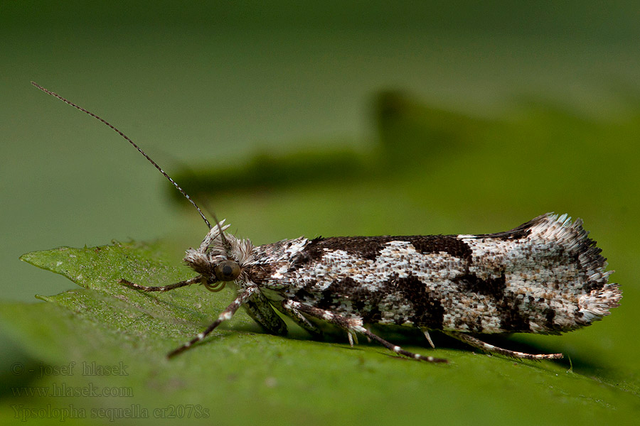 Серпокрылая моль ивовая Ypsolopha sequella