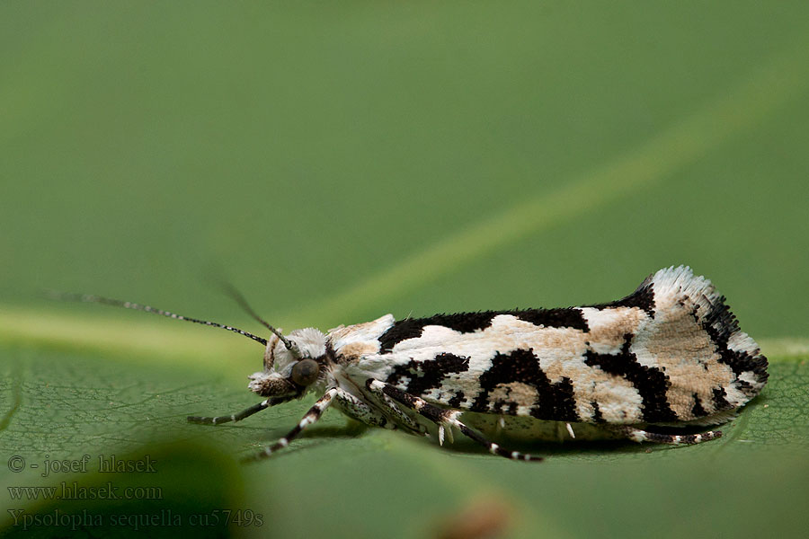 Člunkovec lesní Ypsolopha sequella