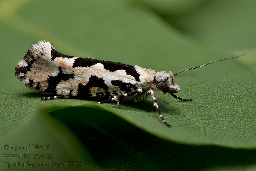 Rundfleckige Schabe Ypsolopha sequella