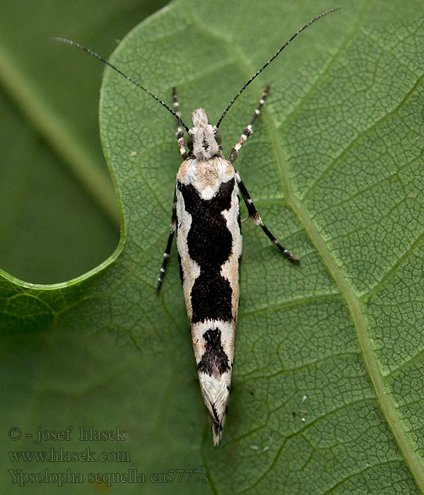 Pied Smudge Ypsolopha sequella