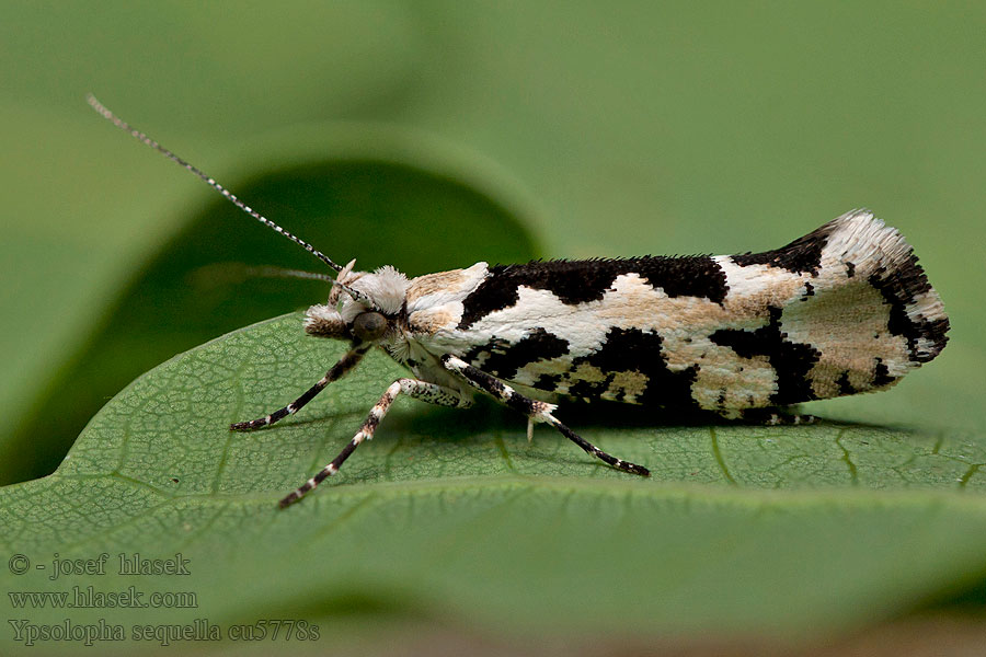 olička lesná Ypsolopha sequella