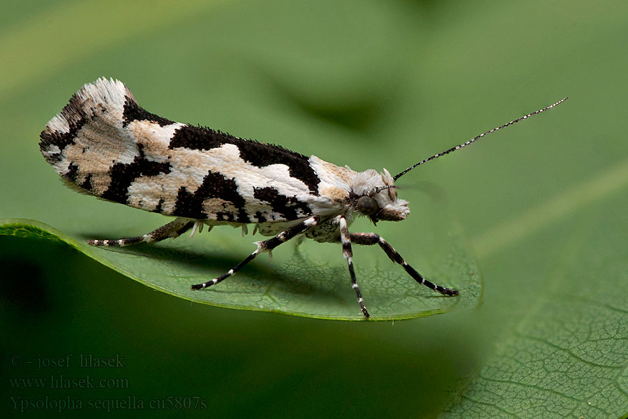 Серпокрылая моль ивовая Ypsolopha sequella