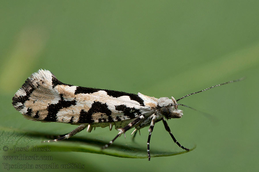 Panterspitskopmot Ypsolopha sequella