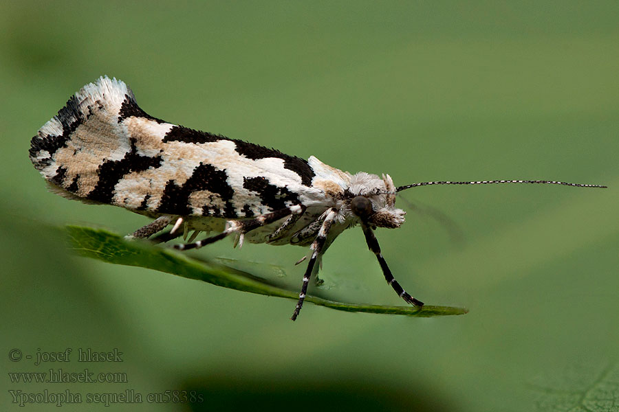 Ligeti tarkamoly Lönnhöstmal Ahornmøl Ypsolopha sequella