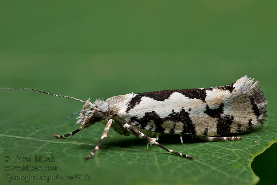 Lönnhöstmal Ahornmøl Ypsolopha sequella