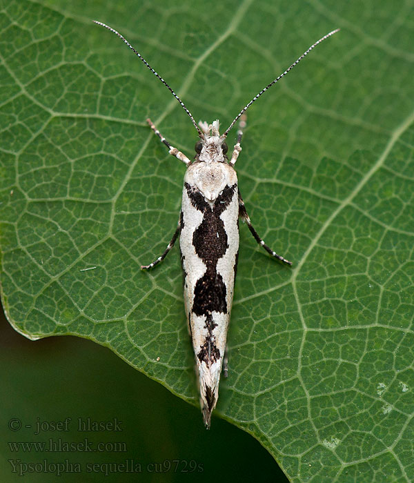 Ahornmøl Ypsolopha sequella