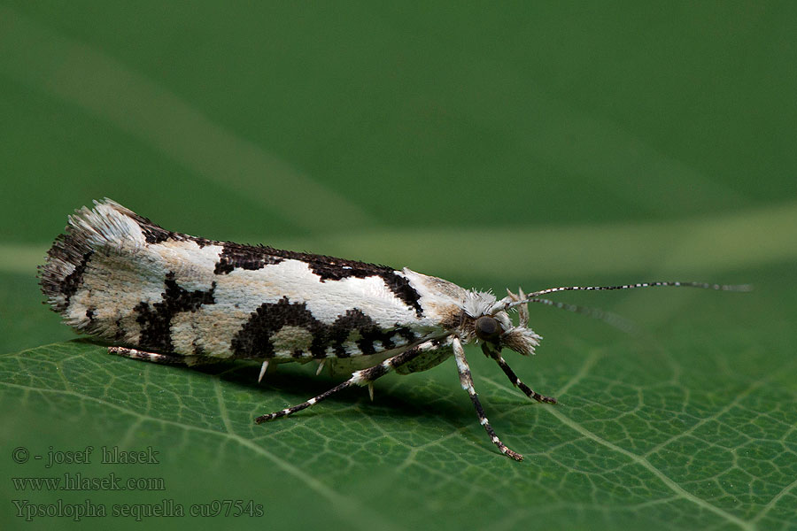 Ypsolopha sequella