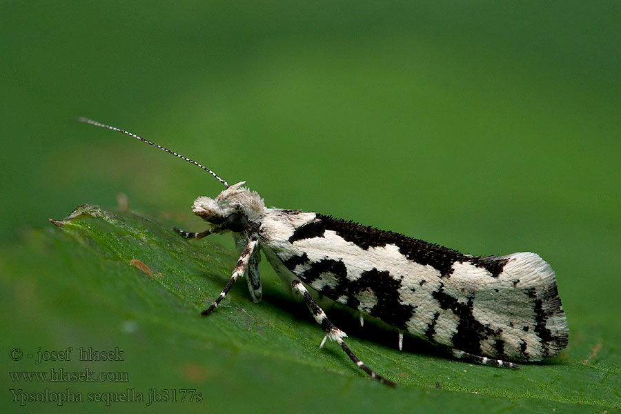 Ypsolopha sequella