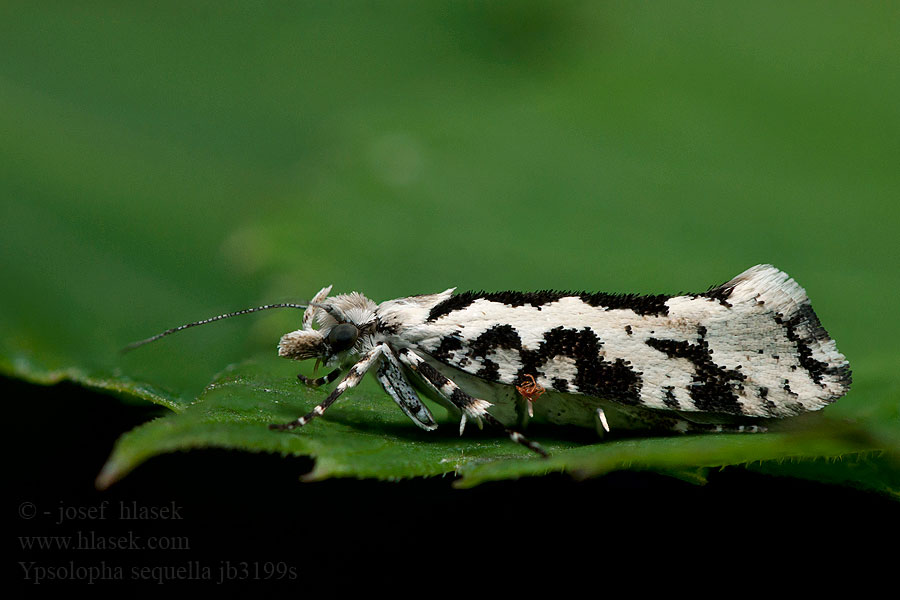 Ypsolopha sequella