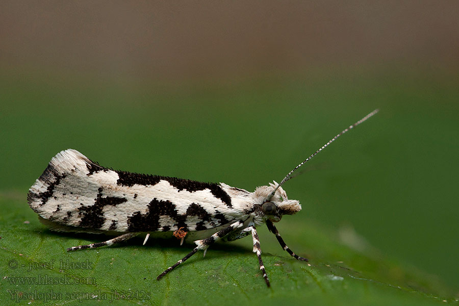 Ypsolopha sequella