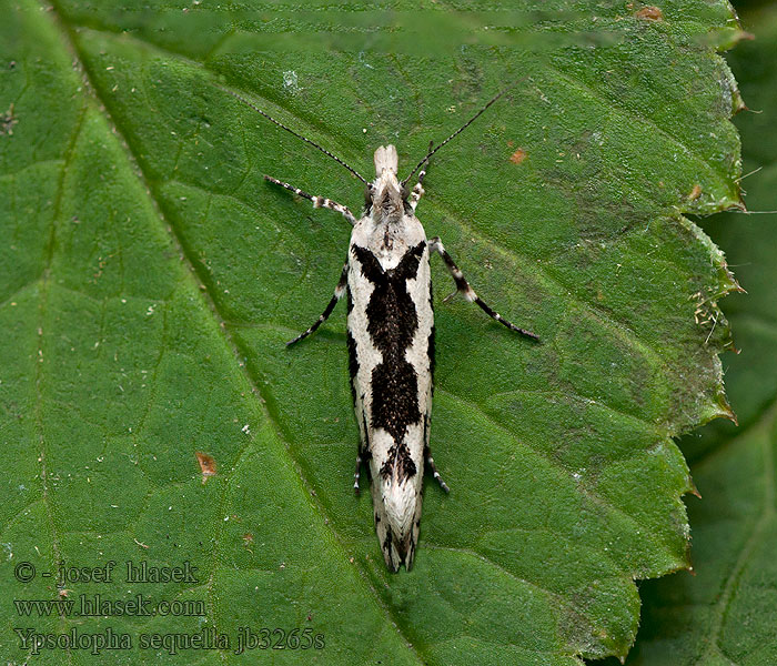 Ypsolopha sequella