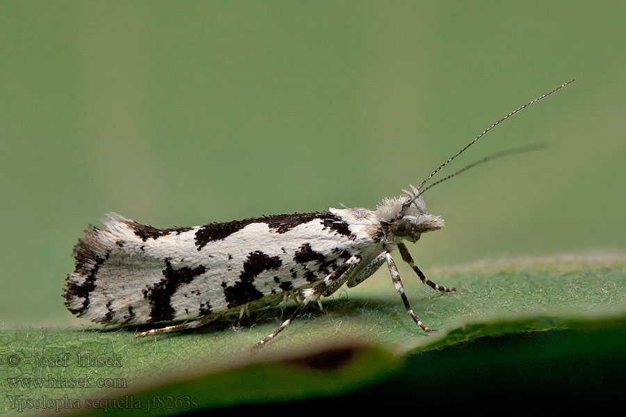 Ligeti tarkamoly Lönnhöstmal Ahornmøl Ypsolopha sequella