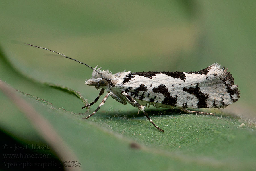 Серпокрылая моль ивовая Panterspitskopmot Ypsolopha sequella