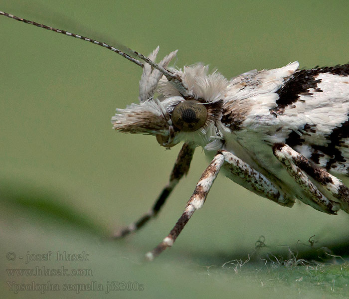 Rundfleckige Schabe Pied Smudge Molička lesná Ypsolopha sequella