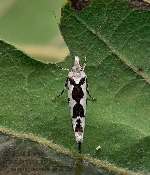 Člunkovec lesní Ypsolopha sequella