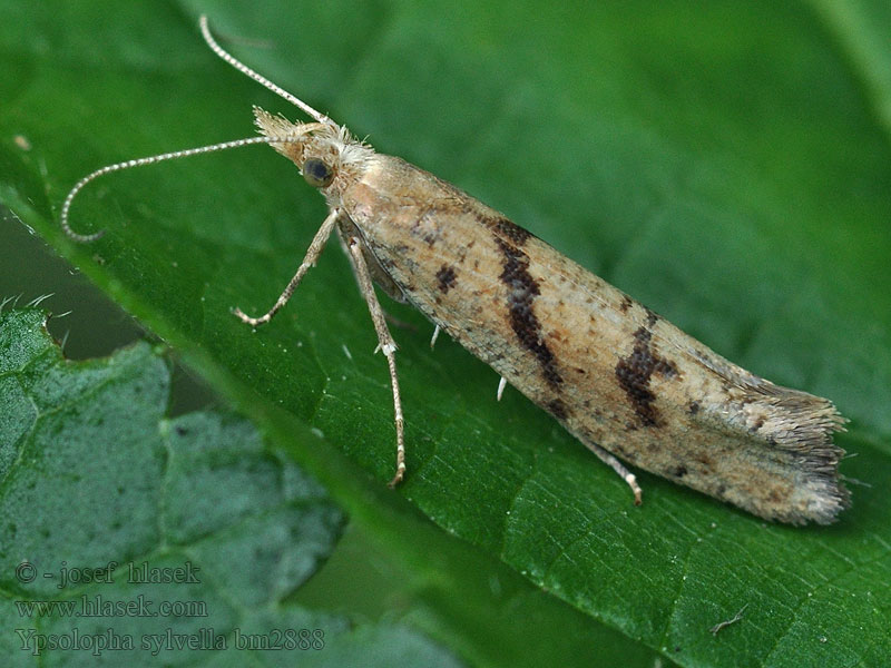 Ypsolopha sylvella Člunkovec dubový Wood Smudge Molička dubová