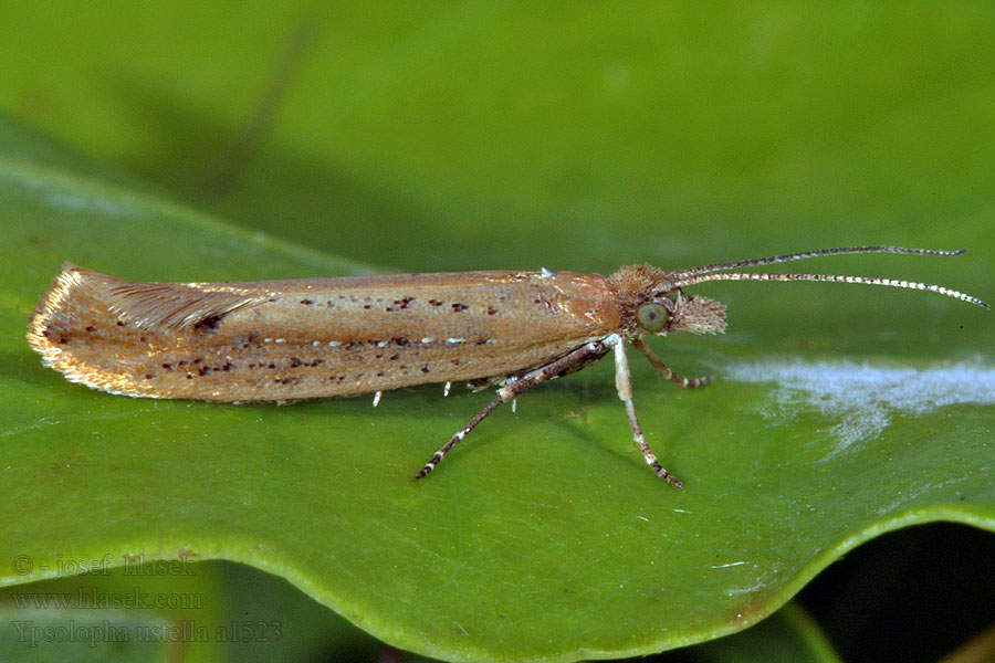 Ypsolopha ustella Variable Smudge Molička topoľová