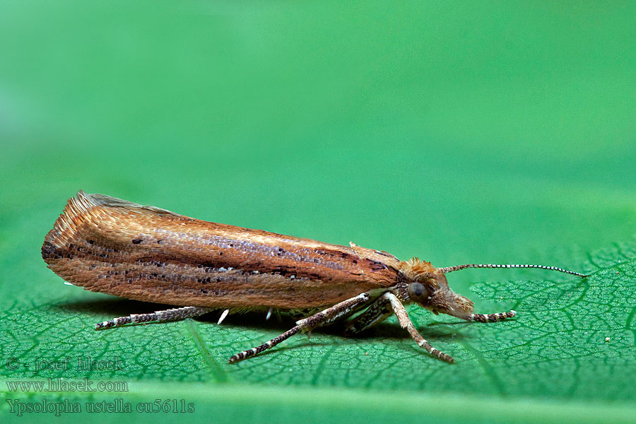 Ypsolopha ustella Variable Smudge