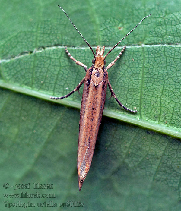 Ypsolopha ustella Molička topoľová