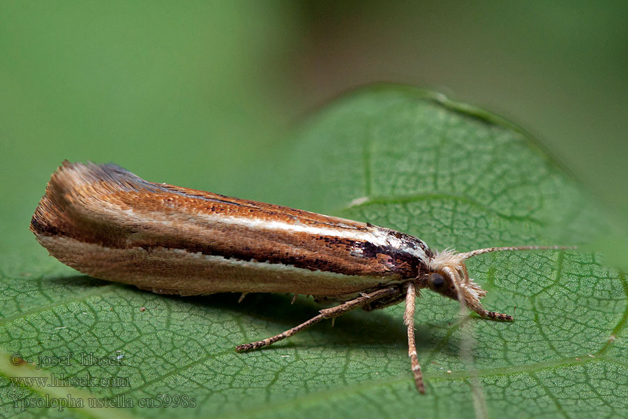 Ypsolopha ustella Серпокрылая моль липовая