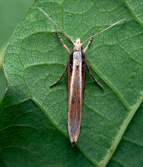 Ypsolopha ustella Variabele spitskopmot