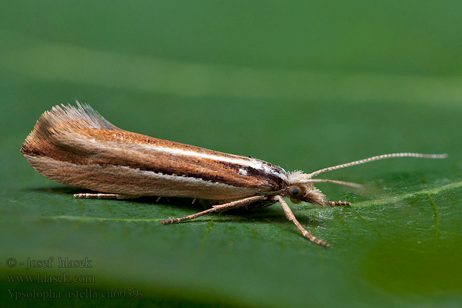 Ypsolopha ustella Csíkos tarkamoly