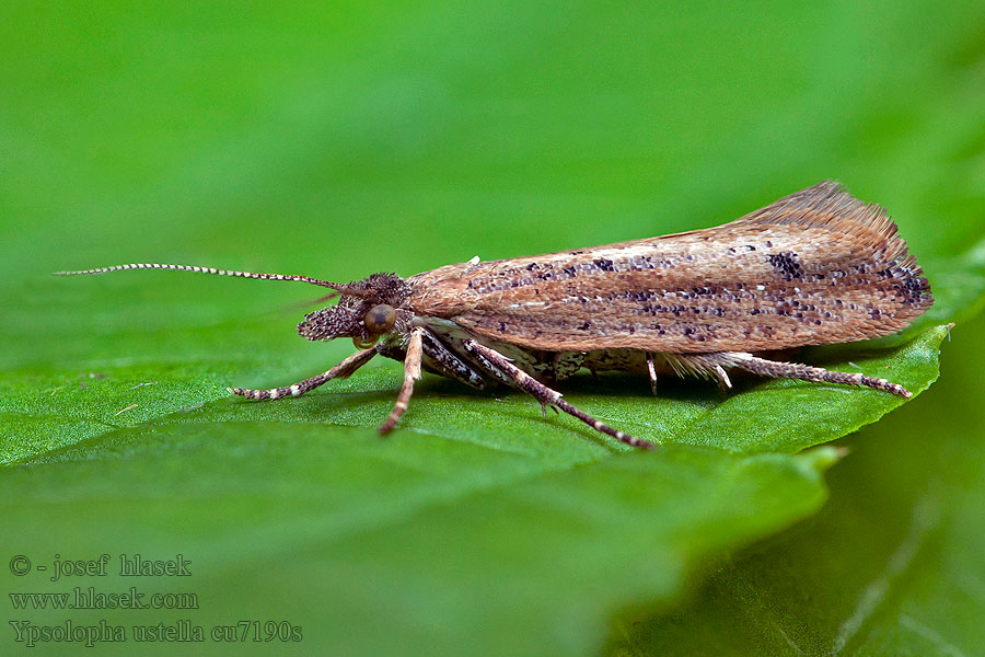 Ypsolopha ustella Längsstreckad höstmal