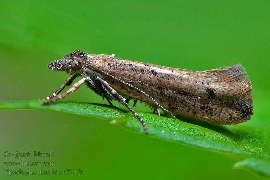 Ypsolopha ustella Sideliniet møl