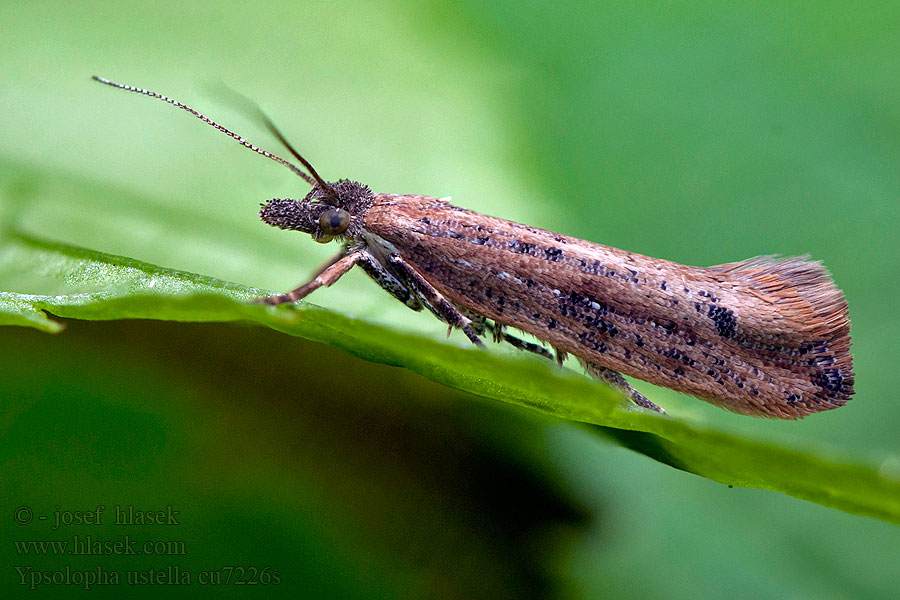 Variable Smudge Ypsolopha ustella